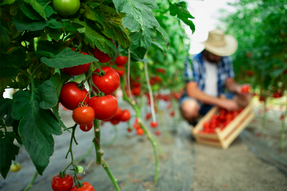 Happy Life Organik - What is The Purpose of Organic Farming?